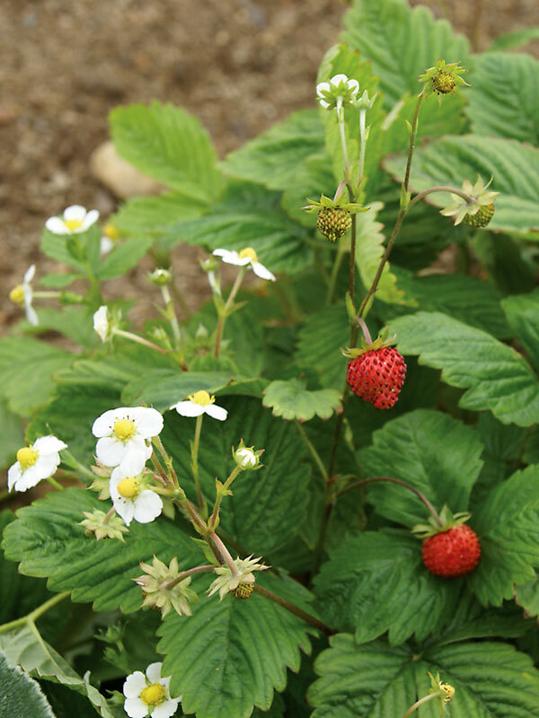 Strawberry Ruegen-Improved