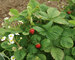 Strawberry Ruegen-Improved