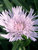 Stokesia Silver-Moon