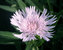 Stokesia Silver-Moon