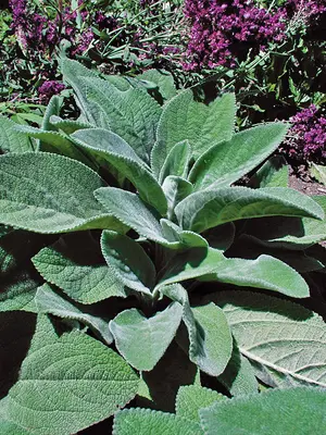 Link to Stachys Helen Von Stein