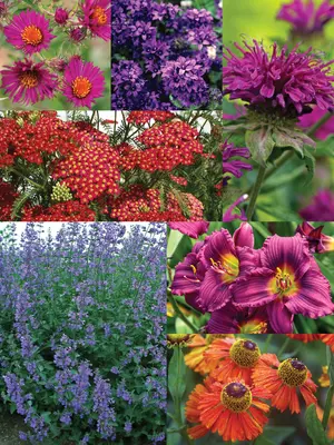 Link to Sunny Perennial Garden