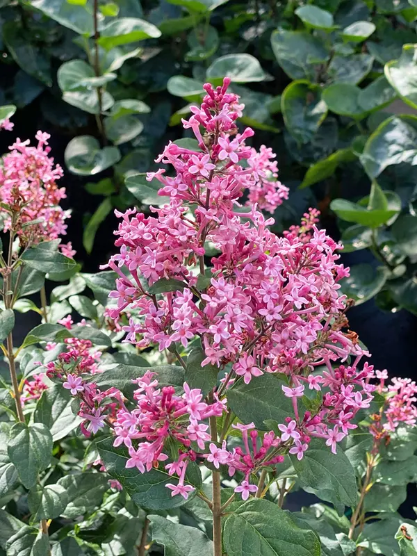 Syringa Bloomerang Ballet