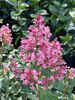 Syringa Bloomerang Ballet