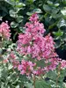 Syringa Bloomerang Ballet