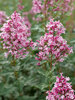 Syringa Bloomerang Ballet