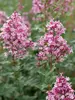 Syringa Bloomerang Ballet