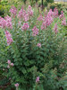 Syringa Bloomerang Ballet