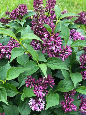 Syringa Baby Kim | Bluestone Perennials