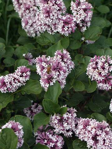 Syringa Baby Kim | Bluestone Perennials