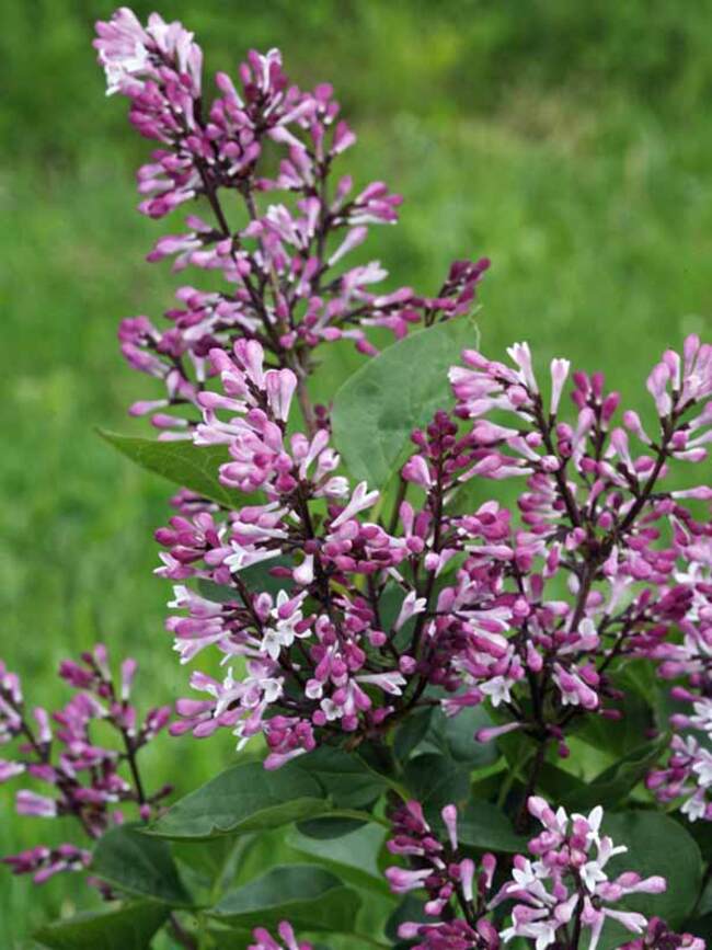 Syringa Baby Kim