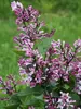 Syringa Baby Kim