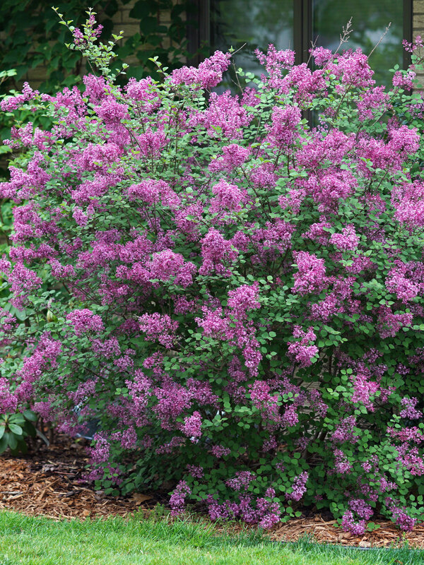 Syringa Bloomerang Dark Purple	