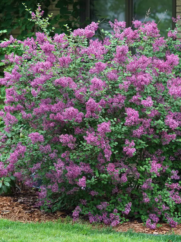 Syringa Bloomerang Dark Purple	
