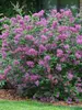 Syringa Bloomerang Dark Purple	