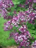 Syringa Bloomerang Dark Purple	