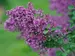 Syringa Bloomerang Dark Purple	