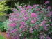 Syringa Bloomerang Dark Purple	