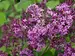 Syringa Bloomerang Dark Purple	
