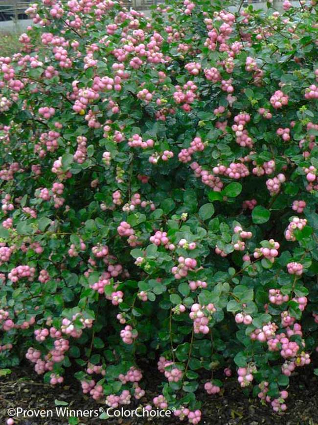 Symphoricarpos Proud Berry