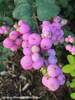 Symphoricarpos Proud Berry