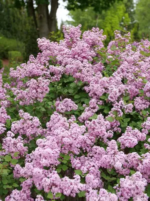 Link to Syringa Bloomerang&reg; Purpink&#153;