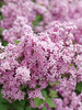 syringa Bloomerang Purpink