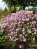 syringa Bloomerang Purpink