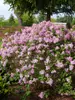 syringa Bloomerang Purpink