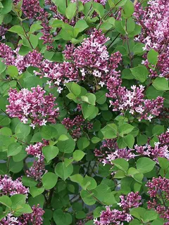 Syringa