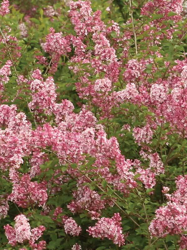Syringa Scent and Sensibility Pink