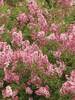 Syringa Scent and Sensibility Pink