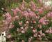 Syringa Scent and Sensibility Pink