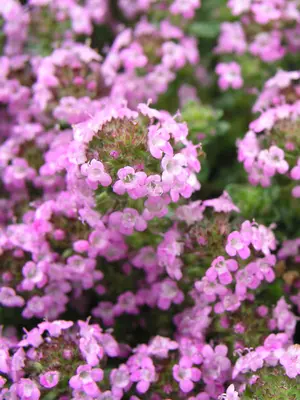 Link to Thymus Annie Hall