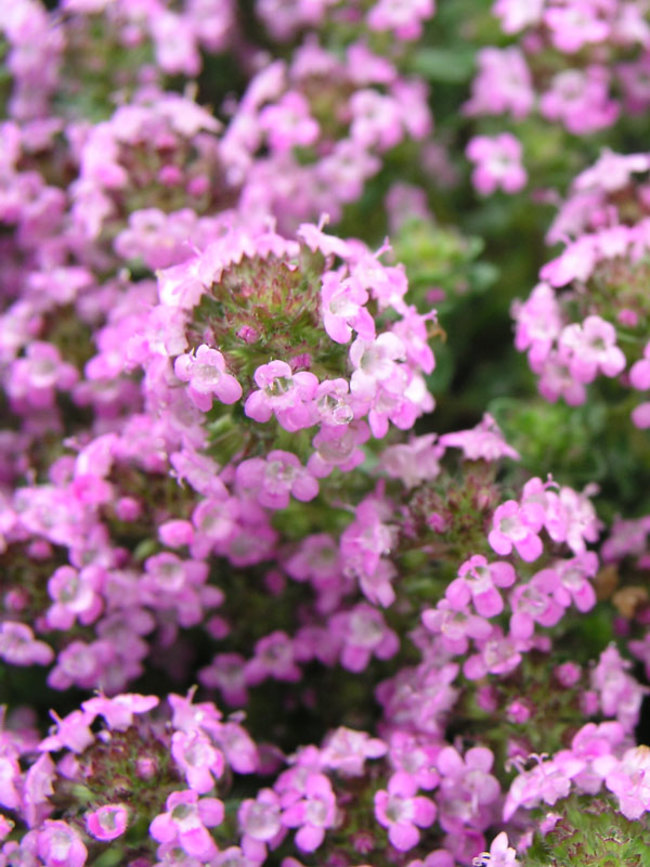 Thymus Annie Hall