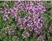 Thymus Annie Hall