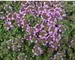 Thymus Annie Hall
