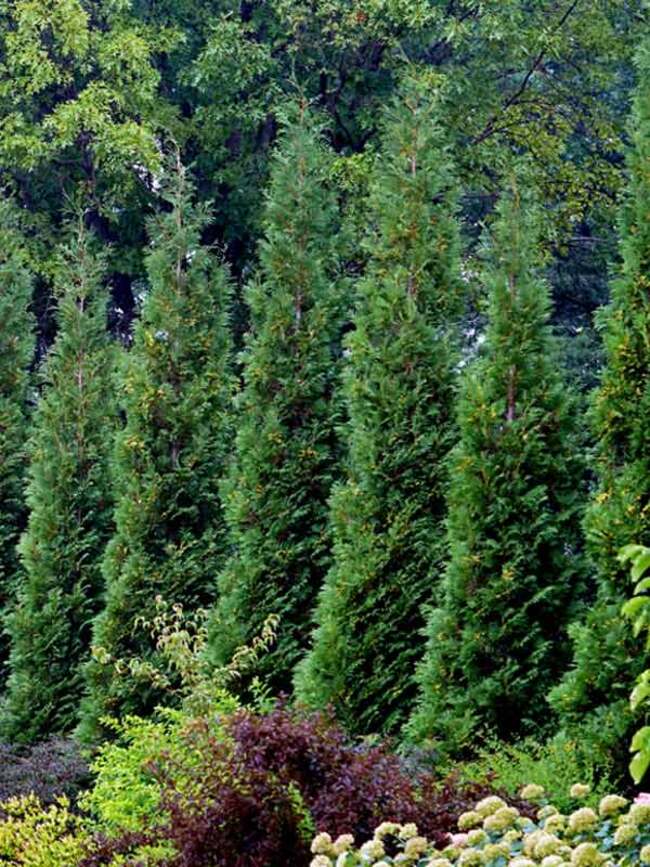 Thuja American Pillar