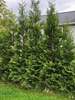 Thuja American Pillar