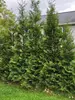 Thuja American Pillar