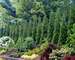 Thuja American Pillar