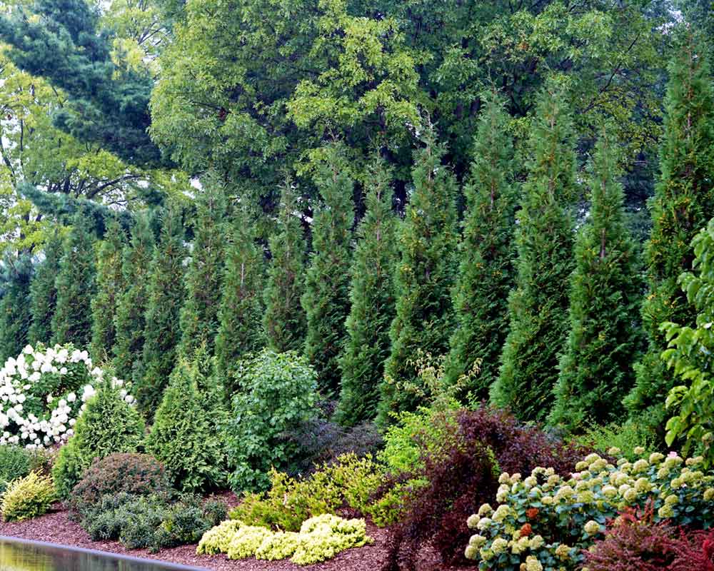 thuja seedlings Green Giant Thuja (Cedar Arborvitae) 12-15 Inches Tall main image 1