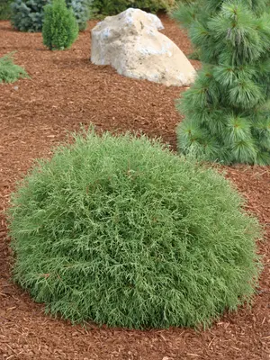 thuja brabant 80 100 cm Thuja 