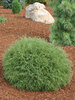 Thuja Mr. Bowling Ball