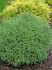 Thuja Mr. Bowling Ball