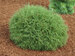 Thuja Mr. Bowling Ball