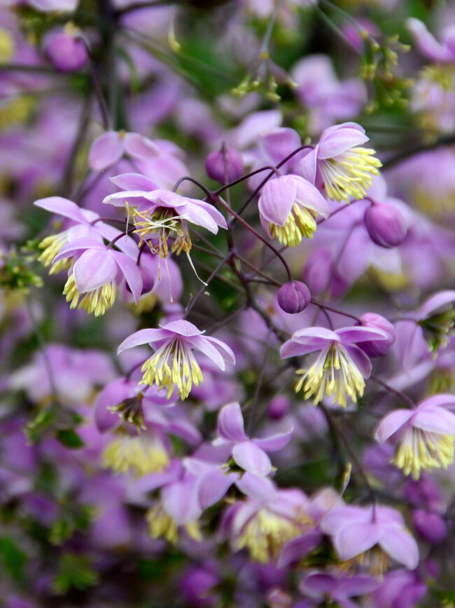 Thalictrum Delavayi