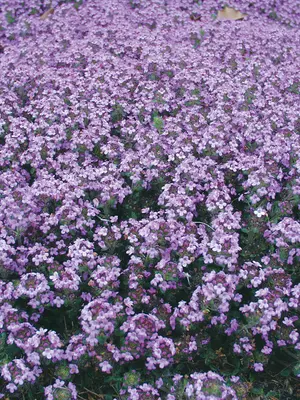 Link to Thymus Elfin