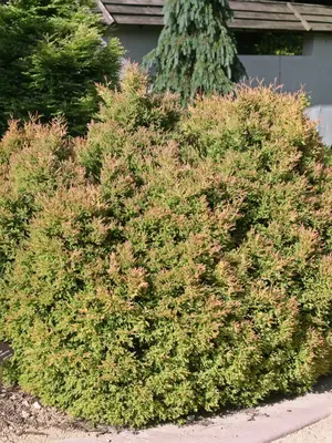 Thuja American Pillar | Bluestone Perennials