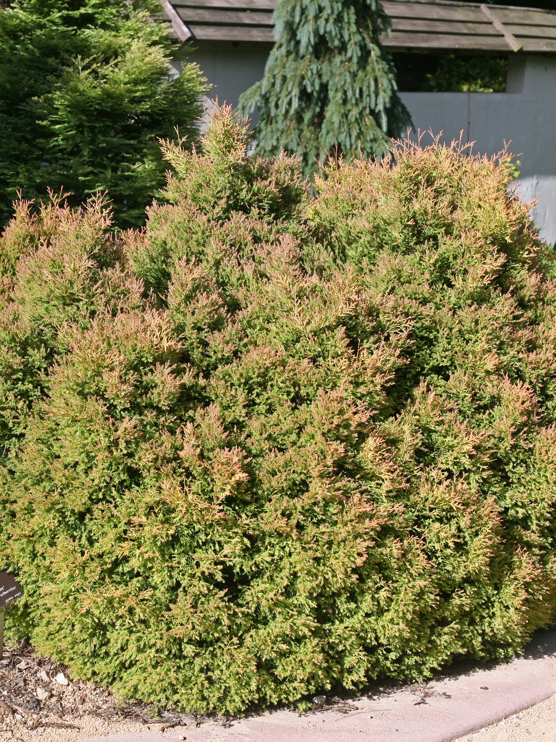 Thuja Fire Chief (Arborvitae, White Cedar)